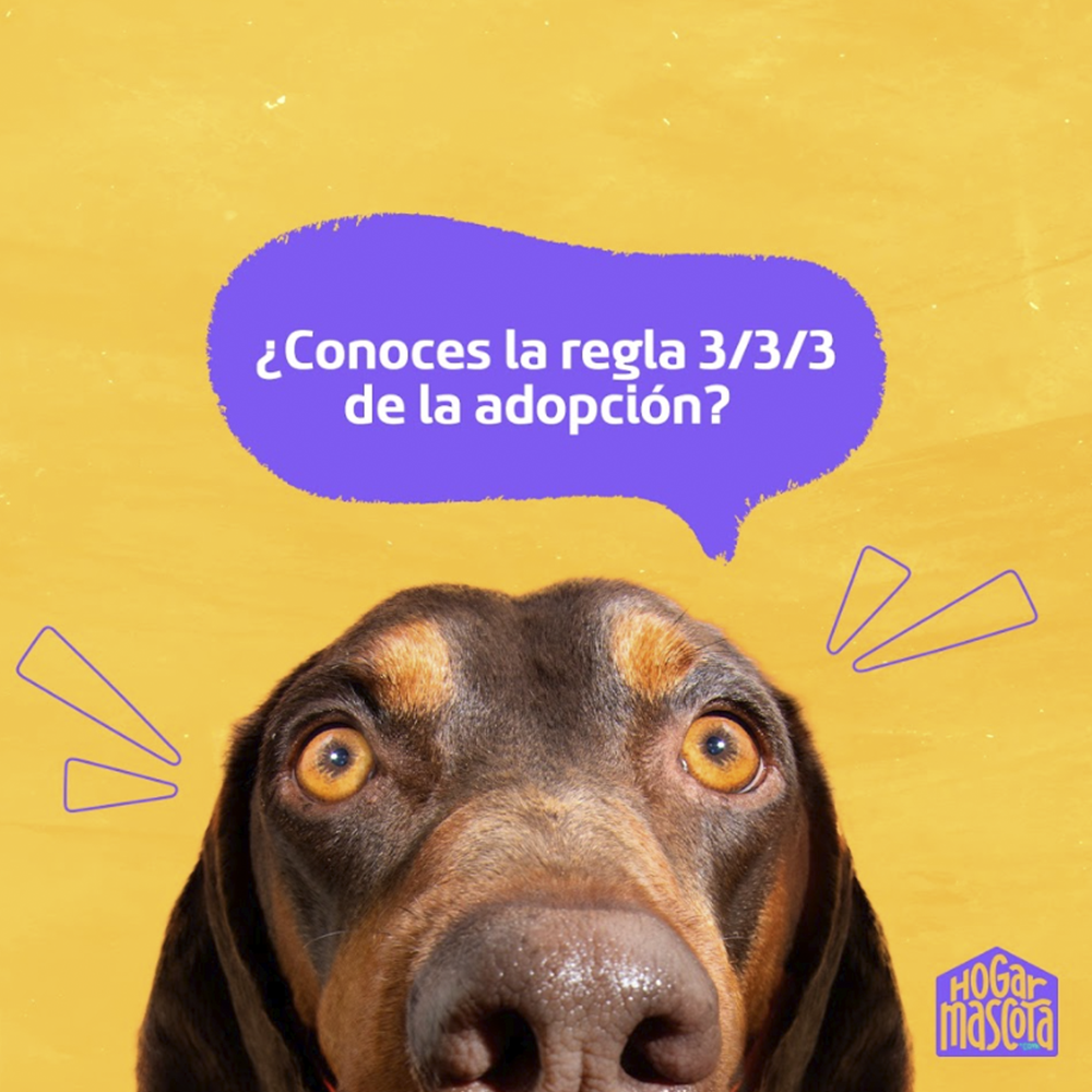 Hogar Mascota
