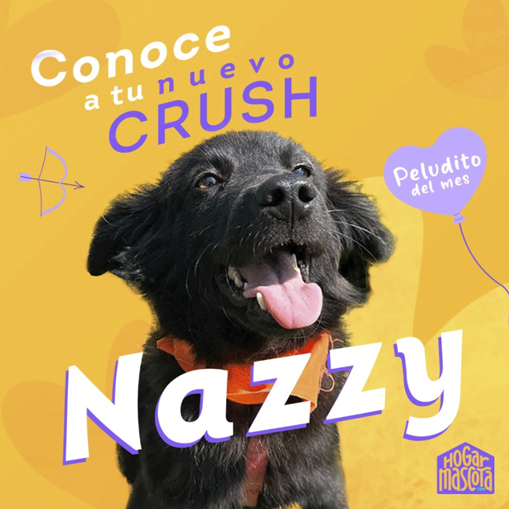 Hogar Mascota