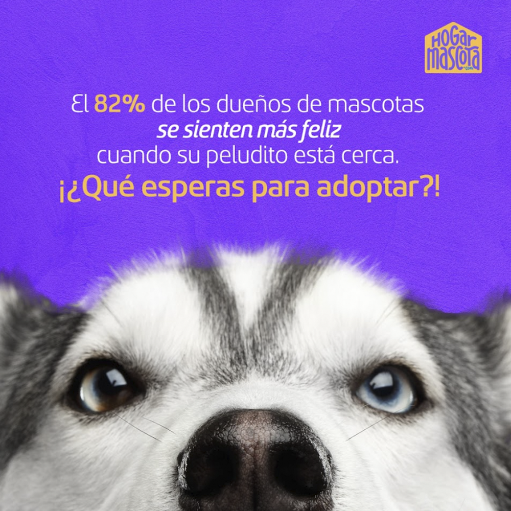 Hogar Mascota