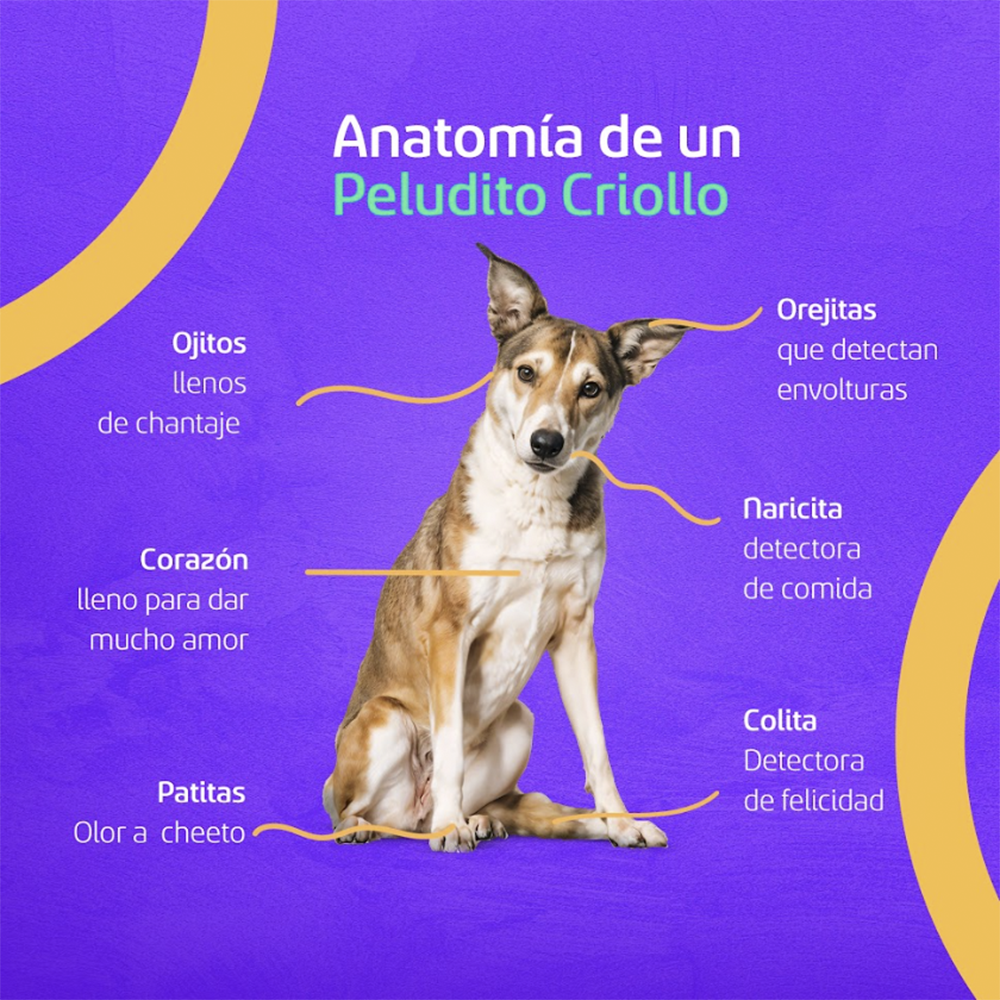 Hogar Mascota