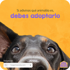 Hogar Mascota